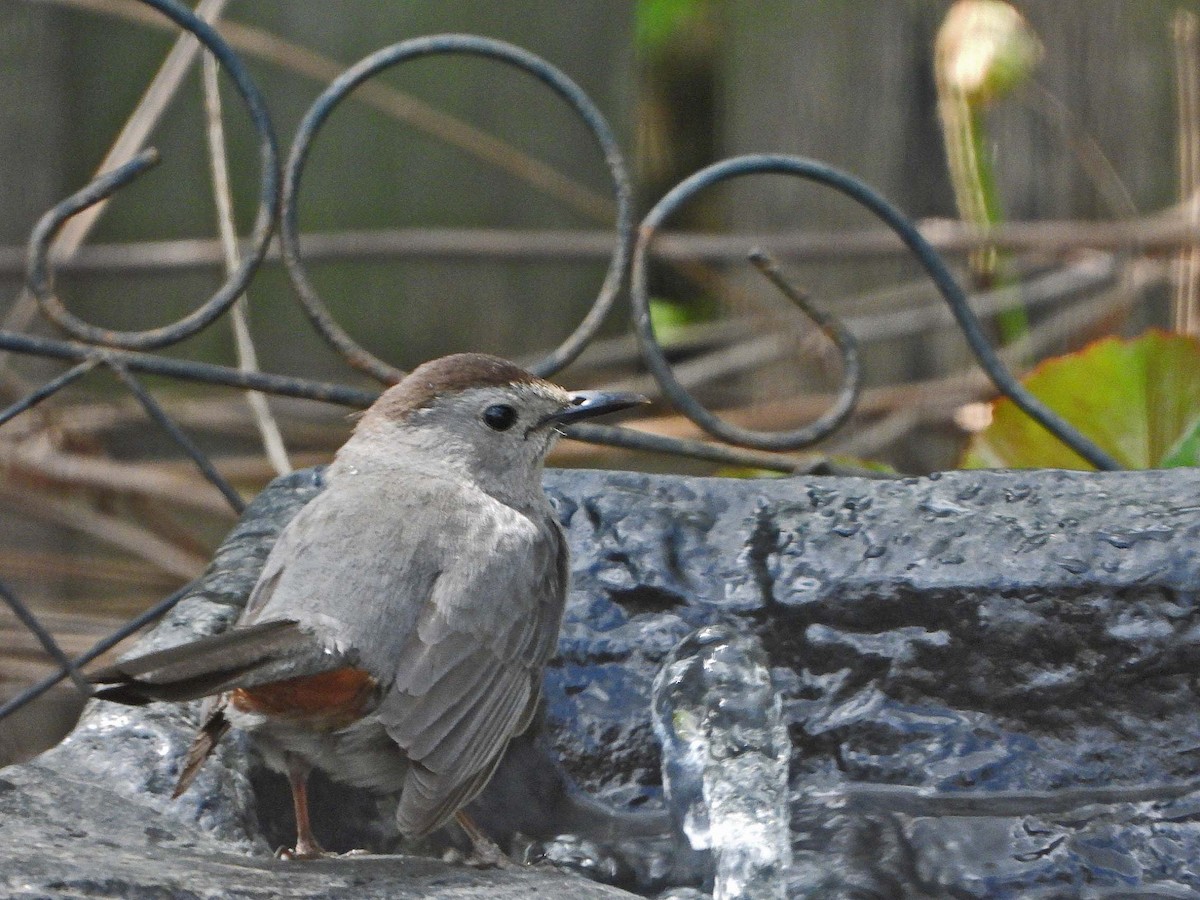 Gray Catbird - ML571876161