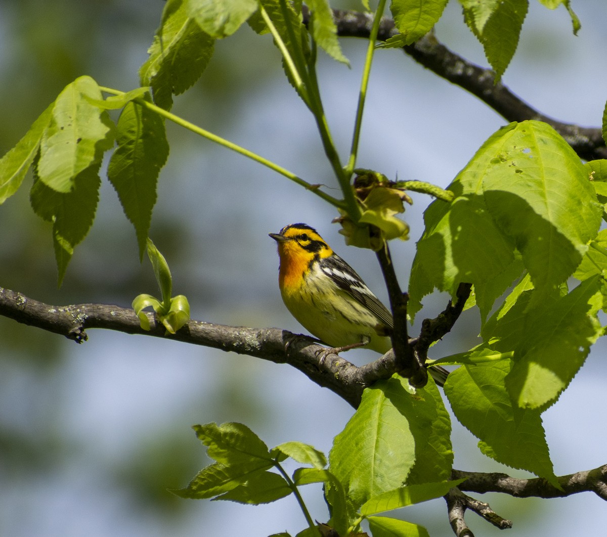 Blackburnian Warbler - ML571876261