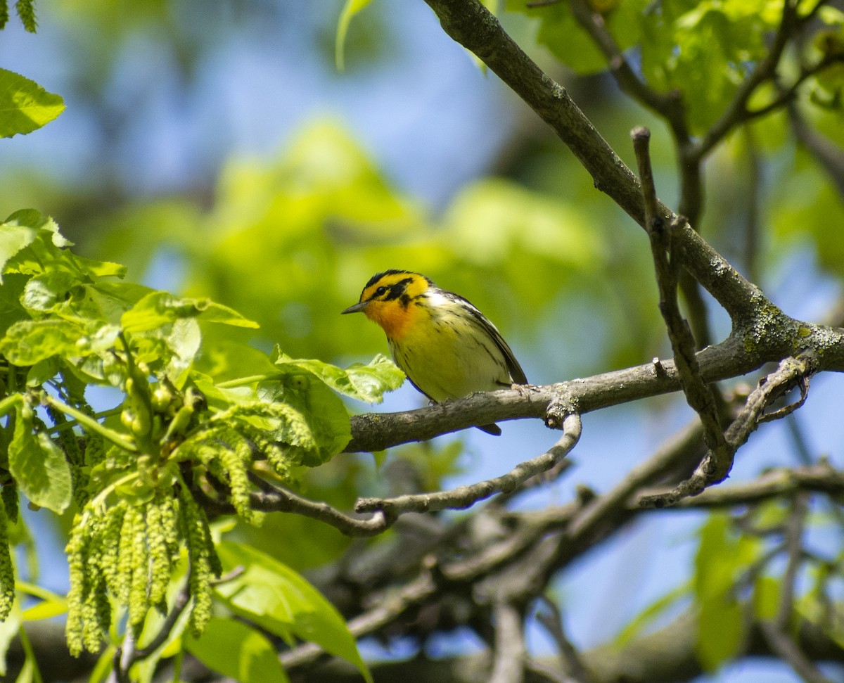 Blackburnian Warbler - ML571876271