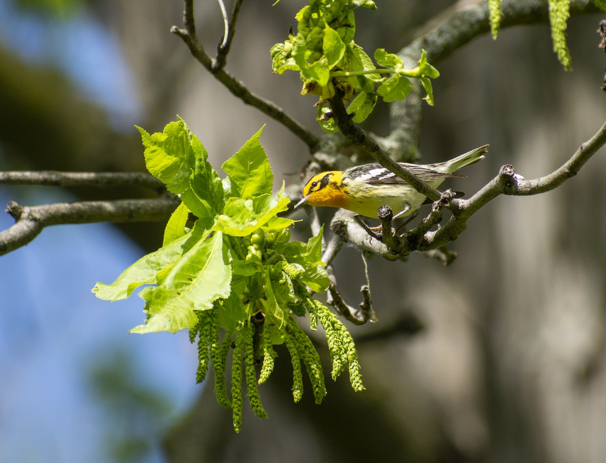 Blackburnian Warbler - ML571876321
