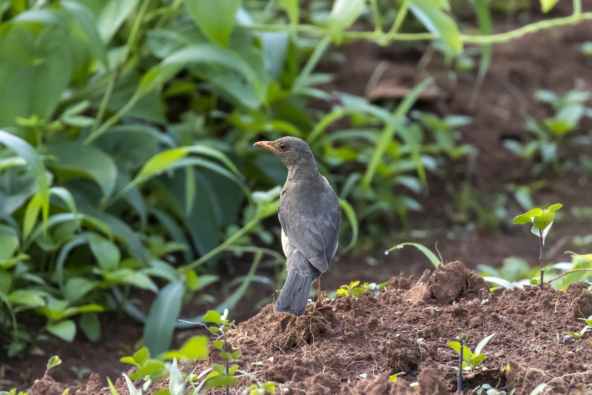 African Thrush - ML571876531