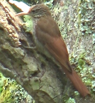 Montane Woodcreeper - ML571877141