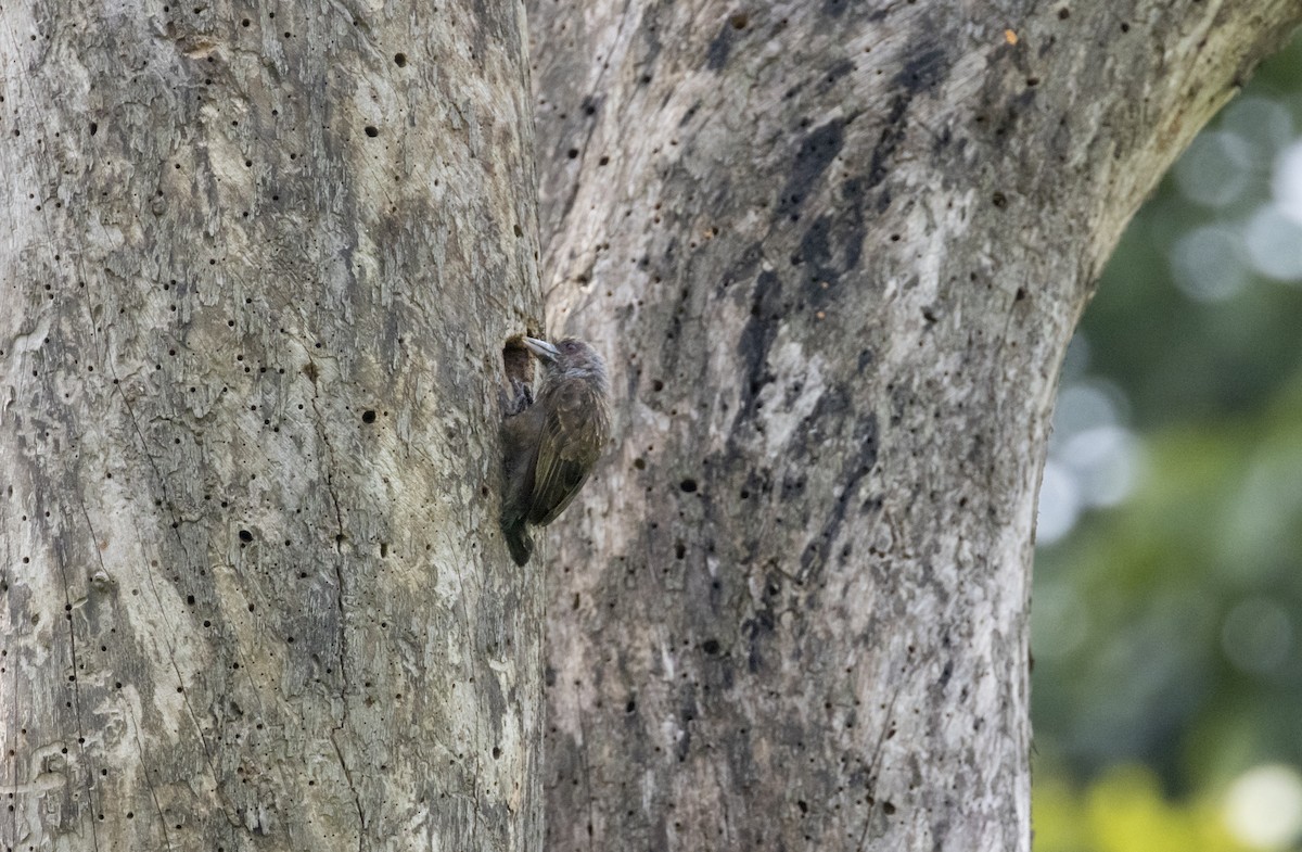 Gray-throated Barbet - ML571877261