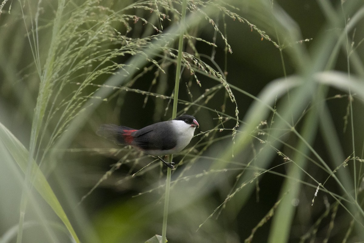 Black-crowned Waxbill - ML571877631