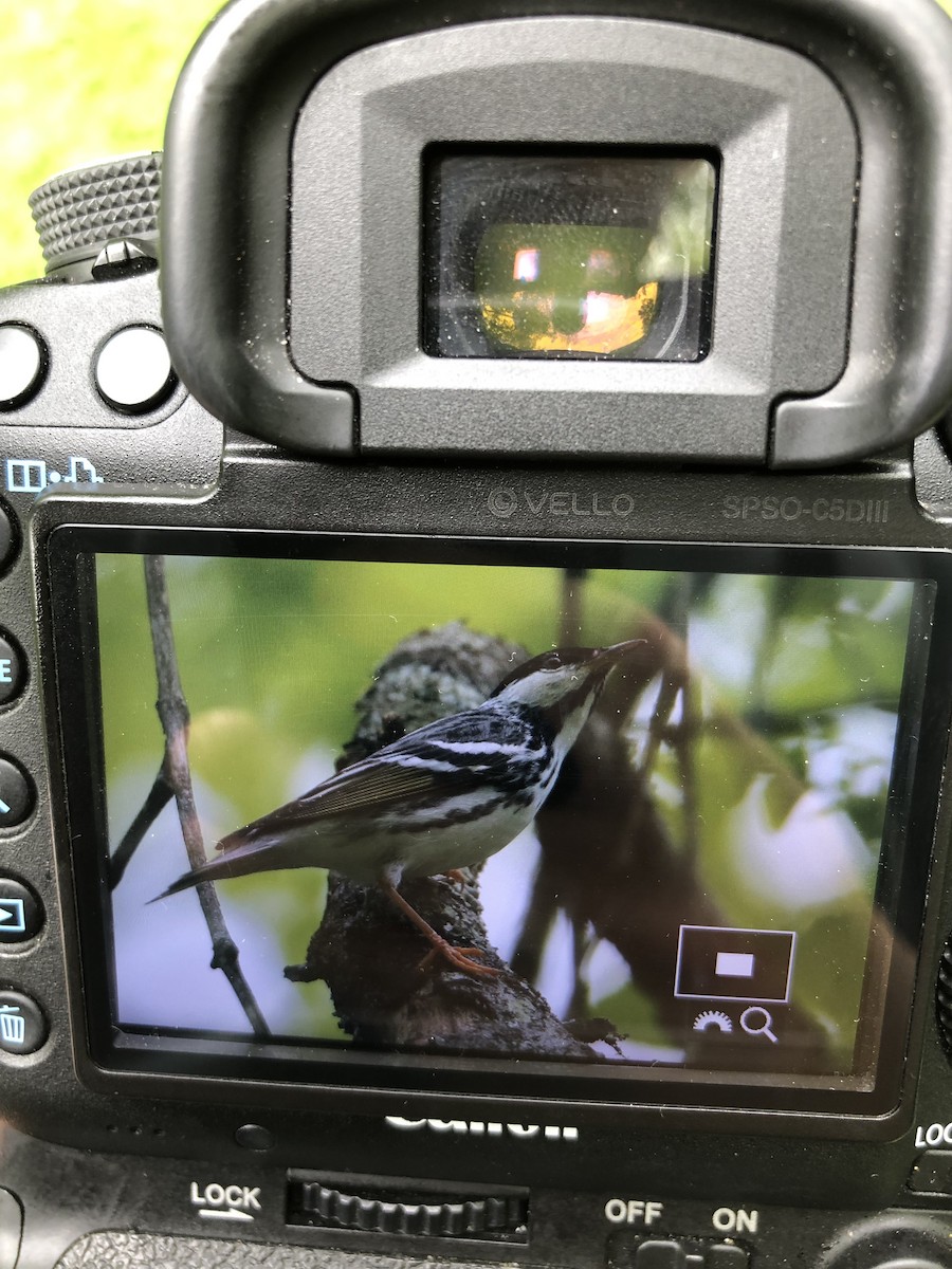 Blackpoll Warbler - ML571878441