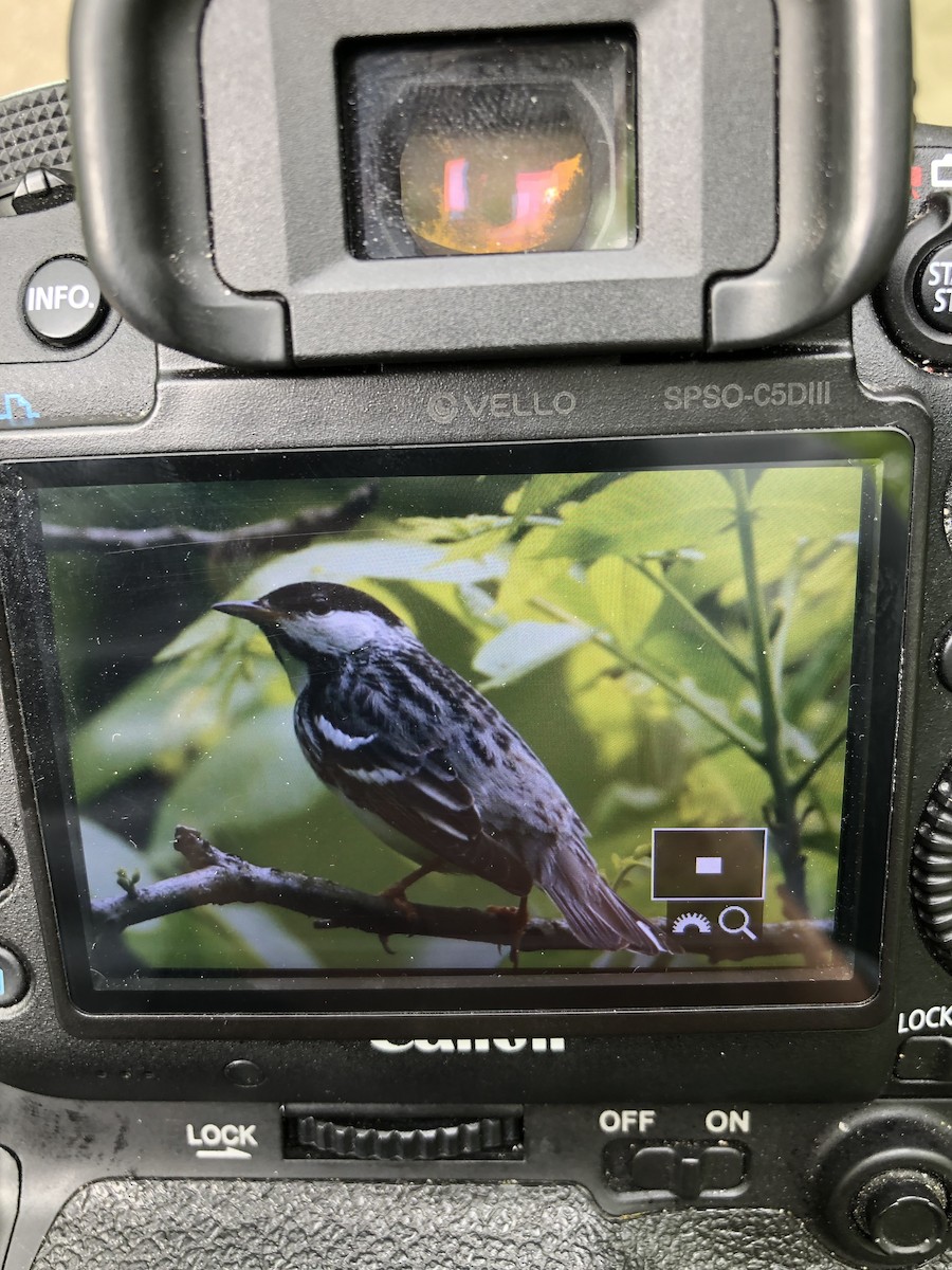 Blackpoll Warbler - ML571878451