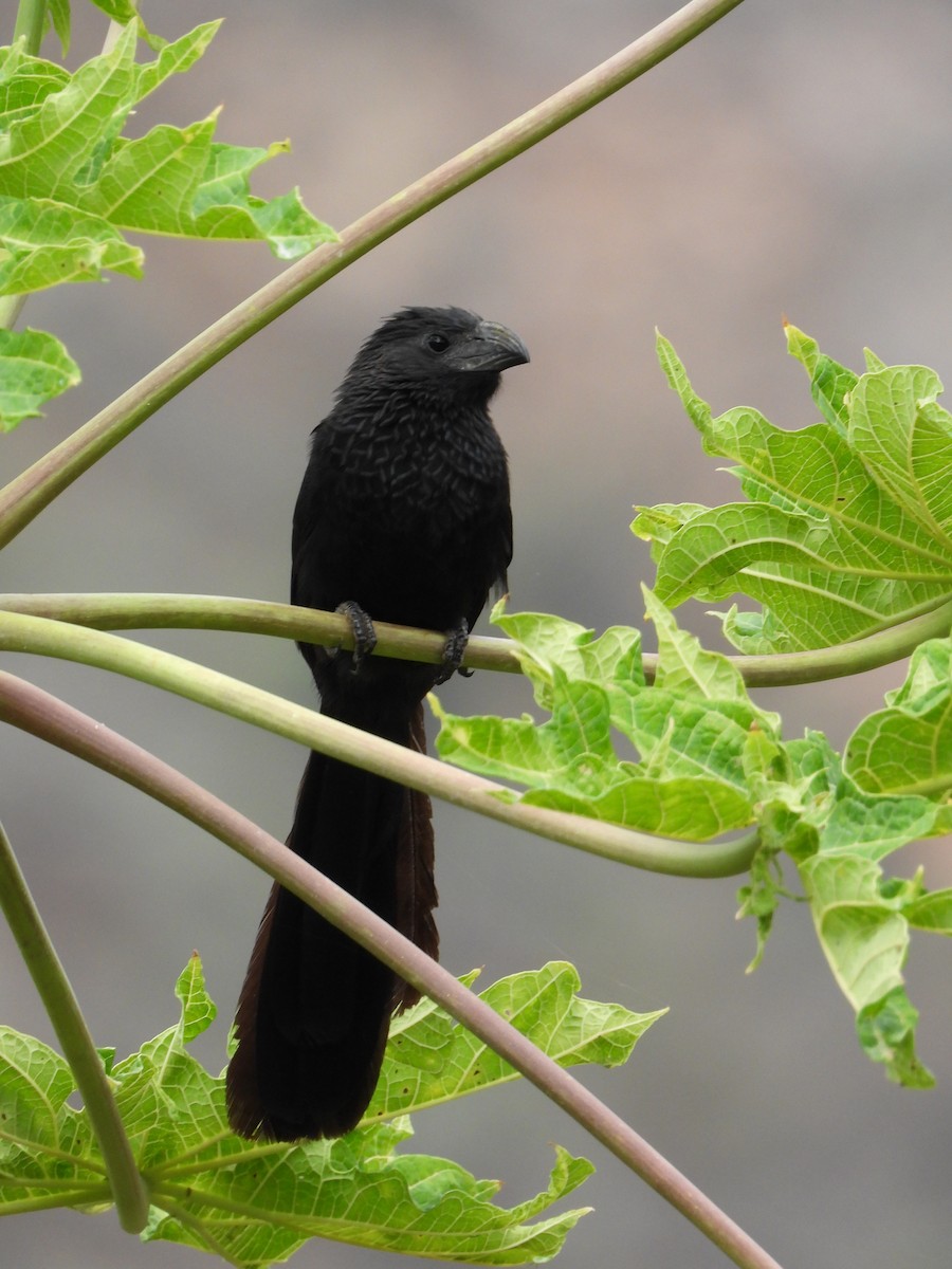 Groove-billed Ani - Johansen Guevara Cohayla