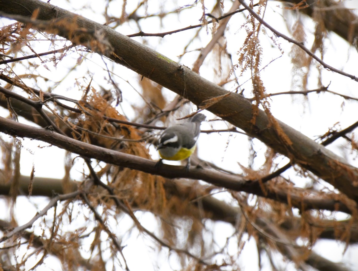 Bananaquit - ML571878671