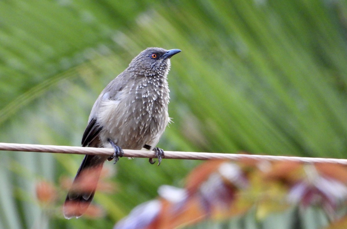 Arrow-marked Babbler - Gary Brent