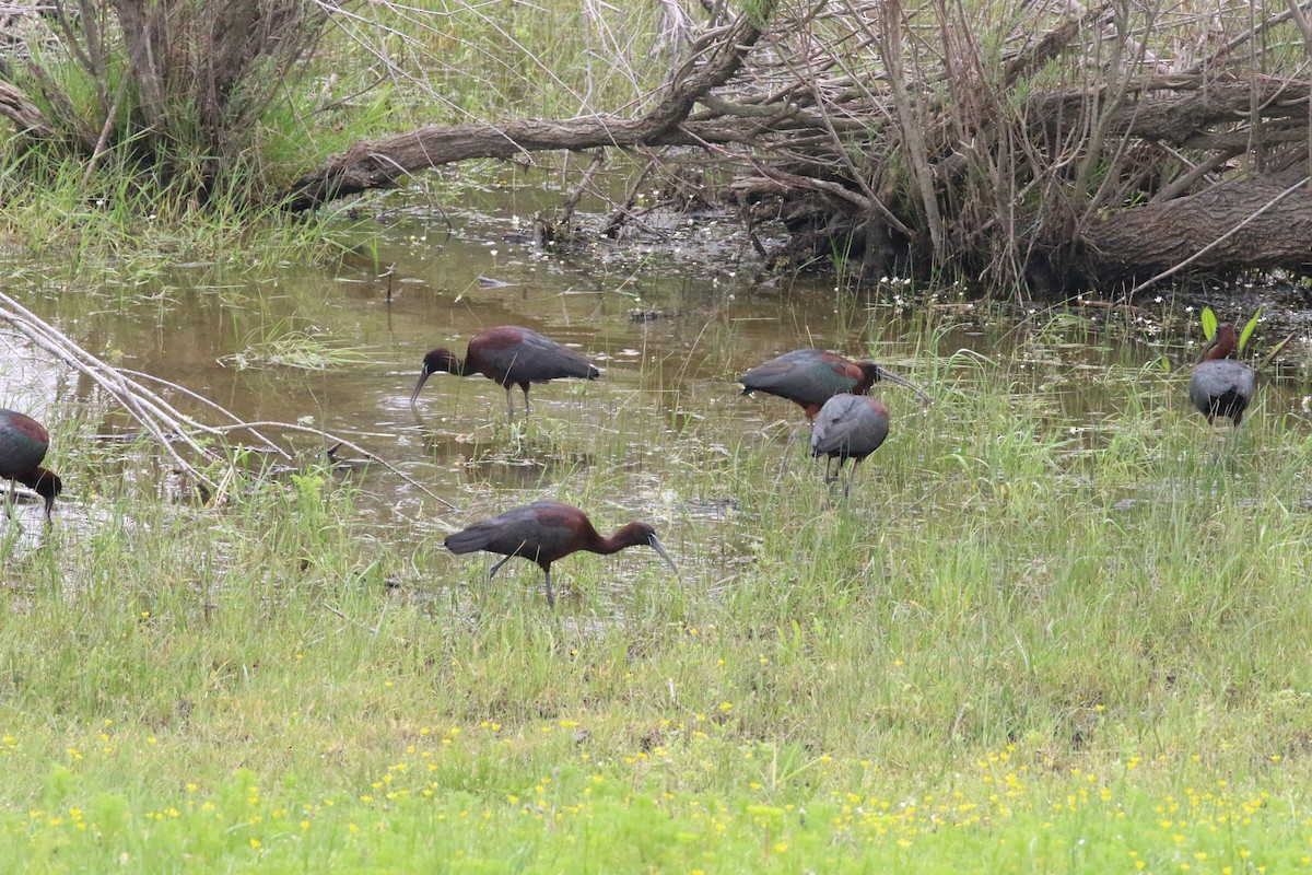 Glossy Ibis - ML571879101