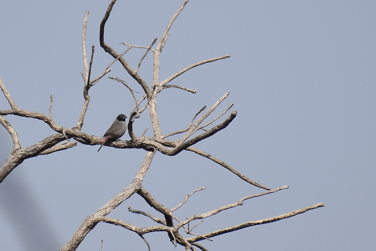 Black-faced Firefinch - ML571879871