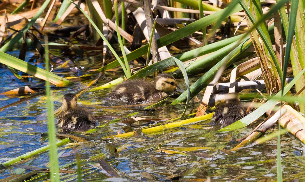 Mottled Duck - ML57188211