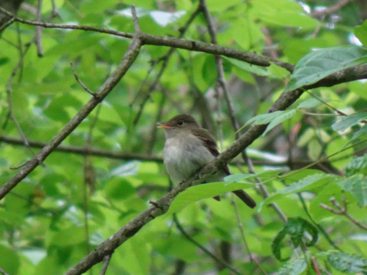 Acadian Flycatcher - ML571882211