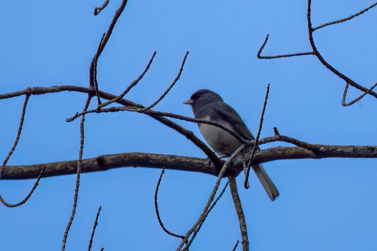 Dark-eyed Junco - Gustino Lanese