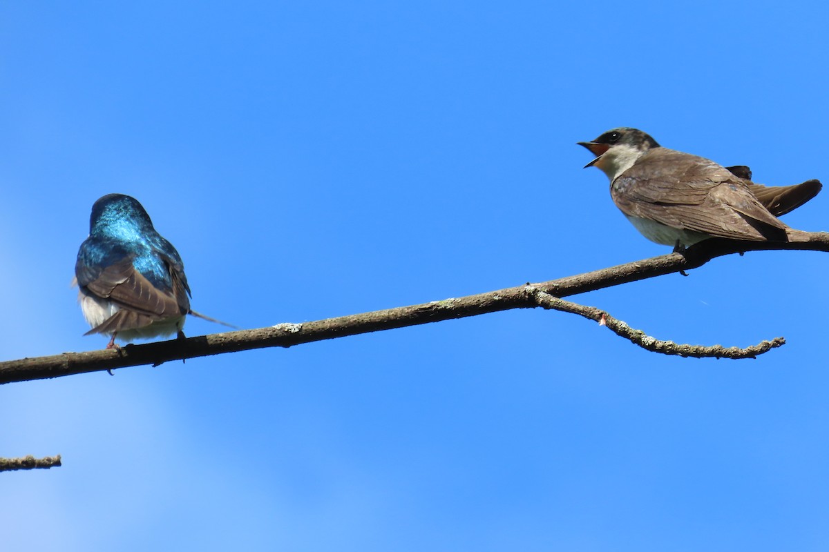Tree Swallow - ML571882341