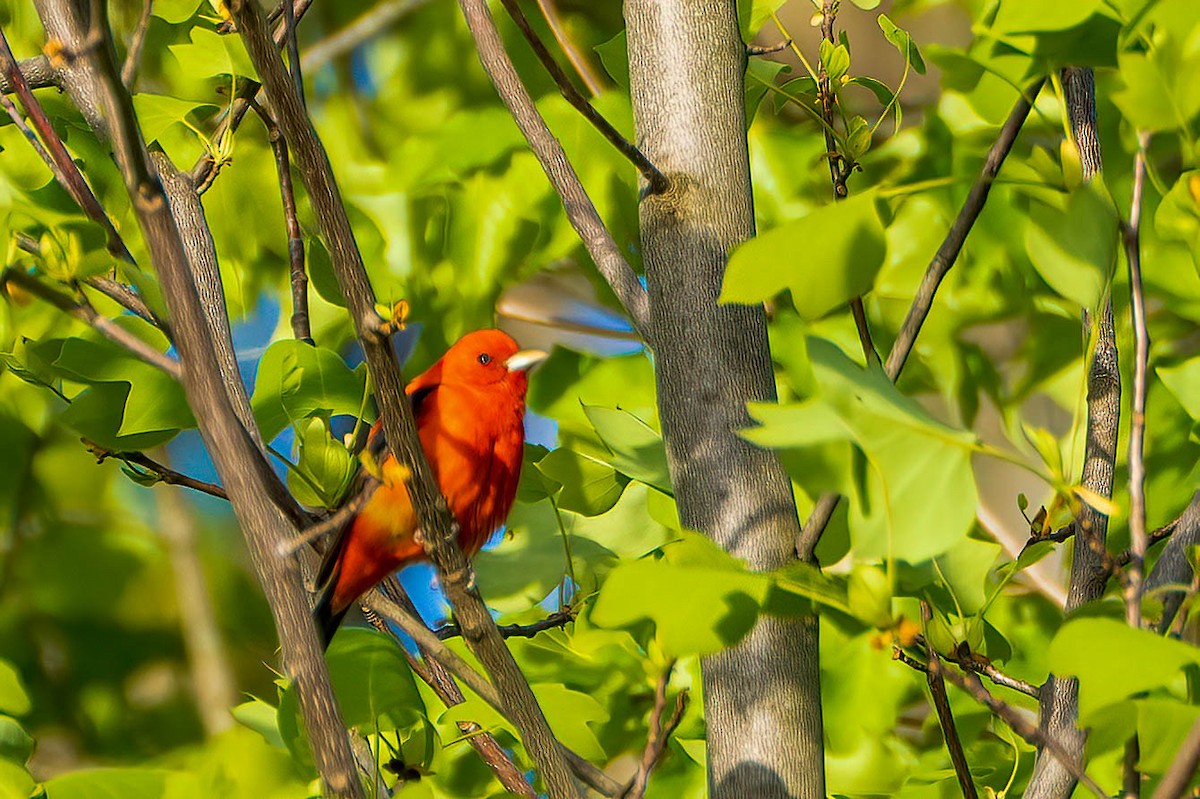 Scarlet Tanager - Gustino Lanese