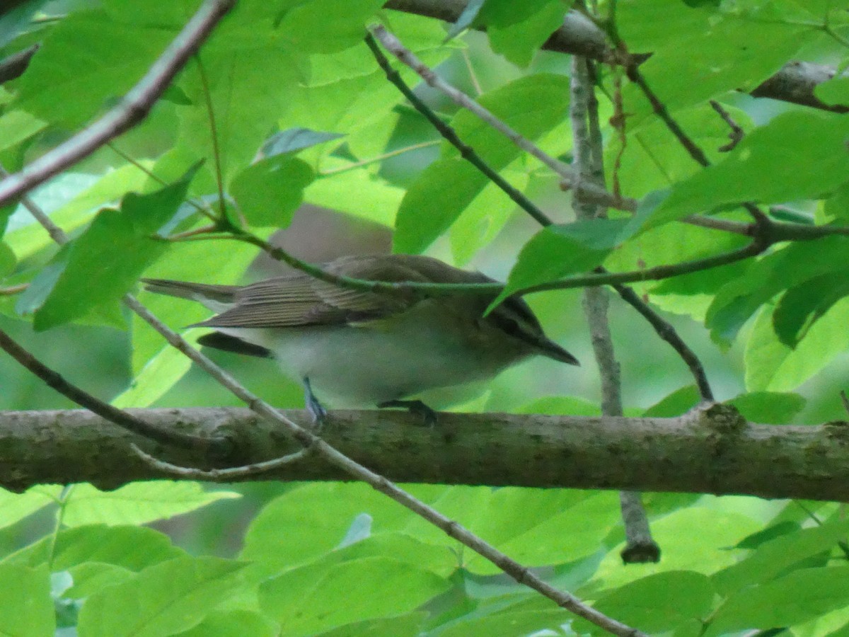 Red-eyed Vireo - Randy Coons