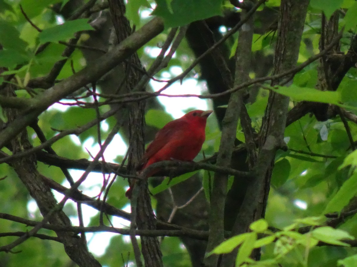 Summer Tanager - Randy Coons