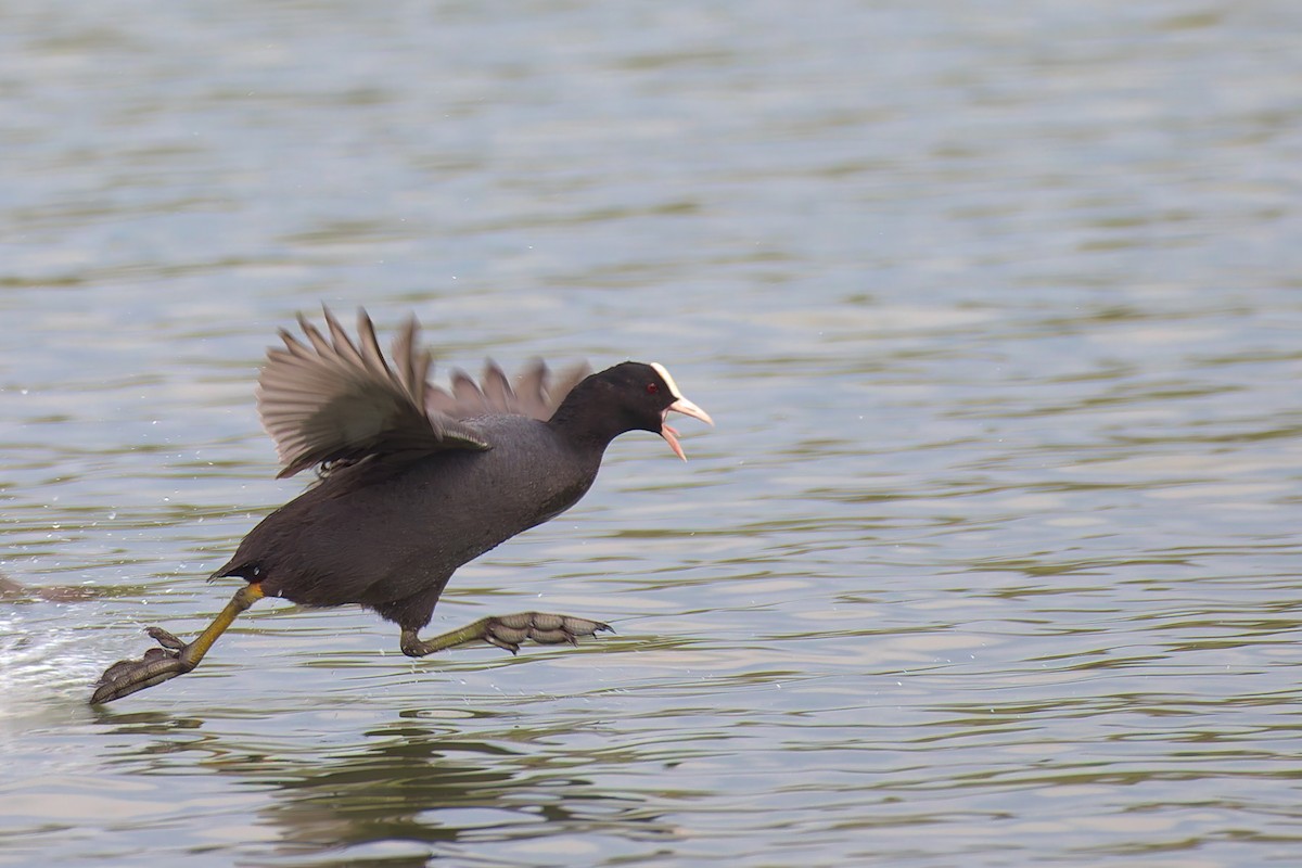 Eurasian Coot - ML571882541