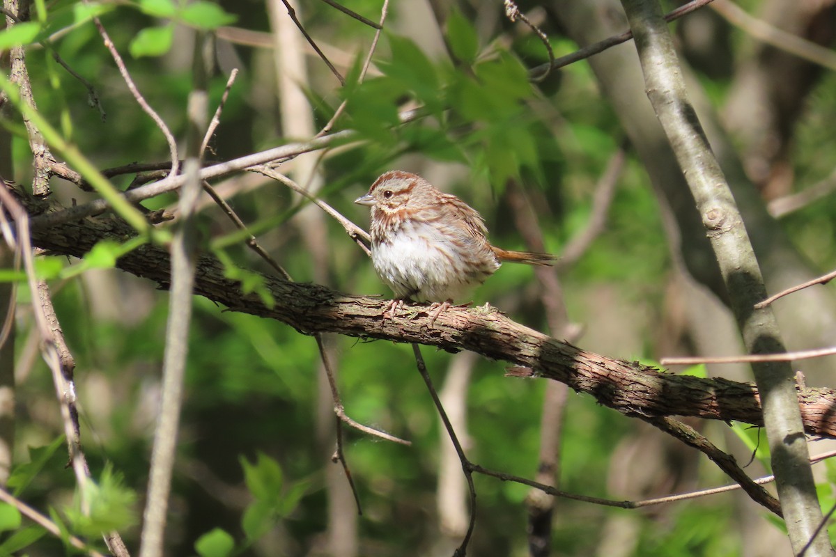 Song Sparrow - ML571882761