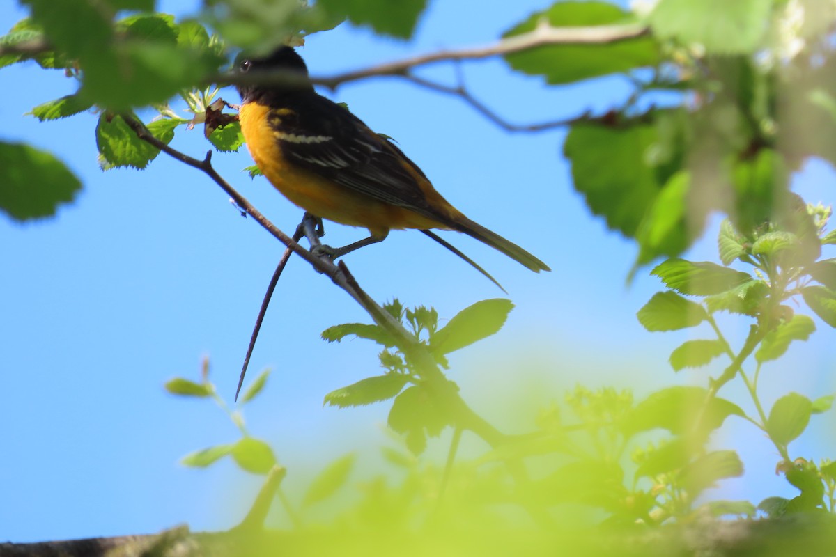 Baltimore Oriole - ML571883261