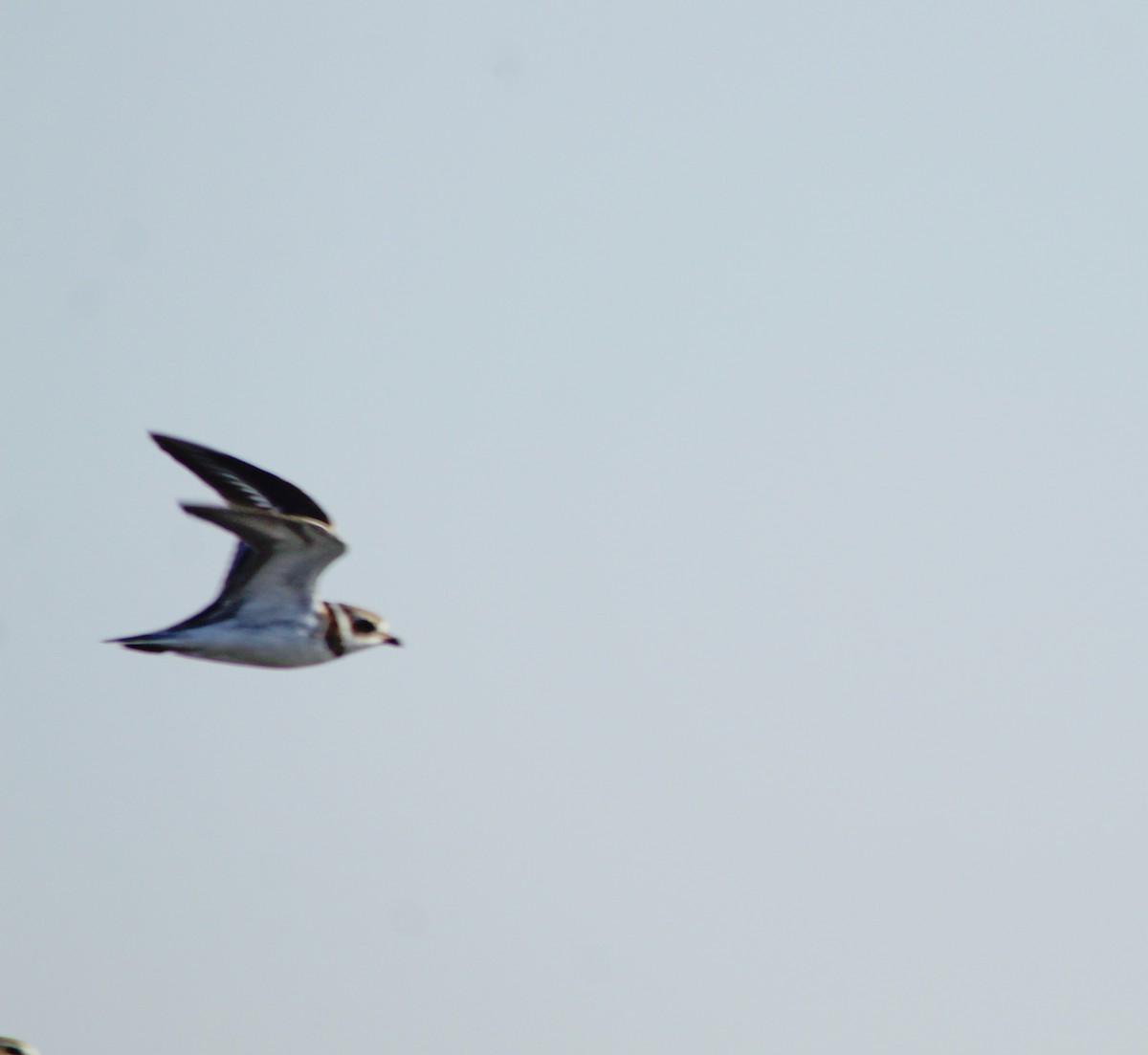 Semipalmated Plover - ML571883311