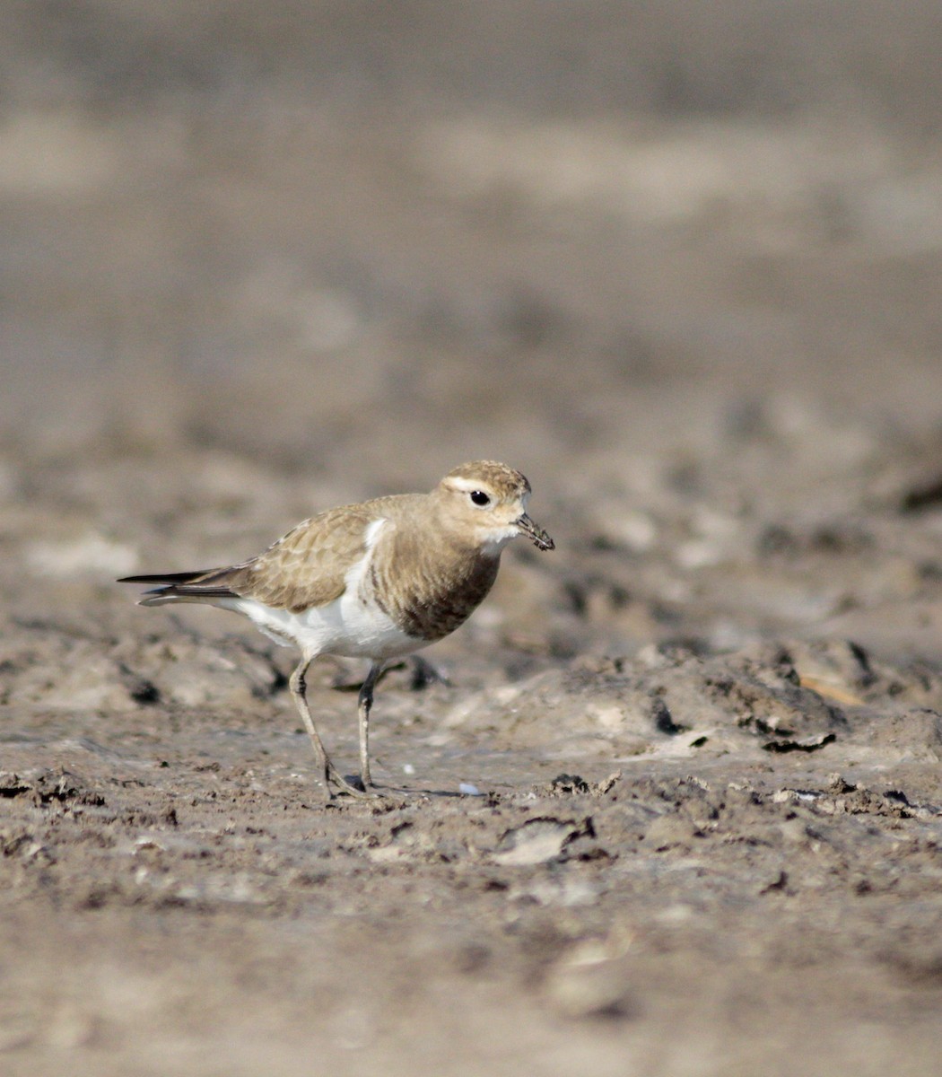 Rufous-chested Dotterel - ML571883771