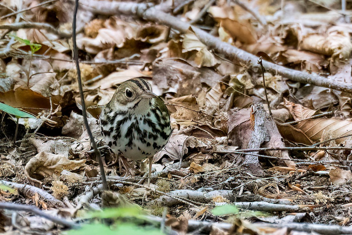 Ovenbird - Gustino Lanese