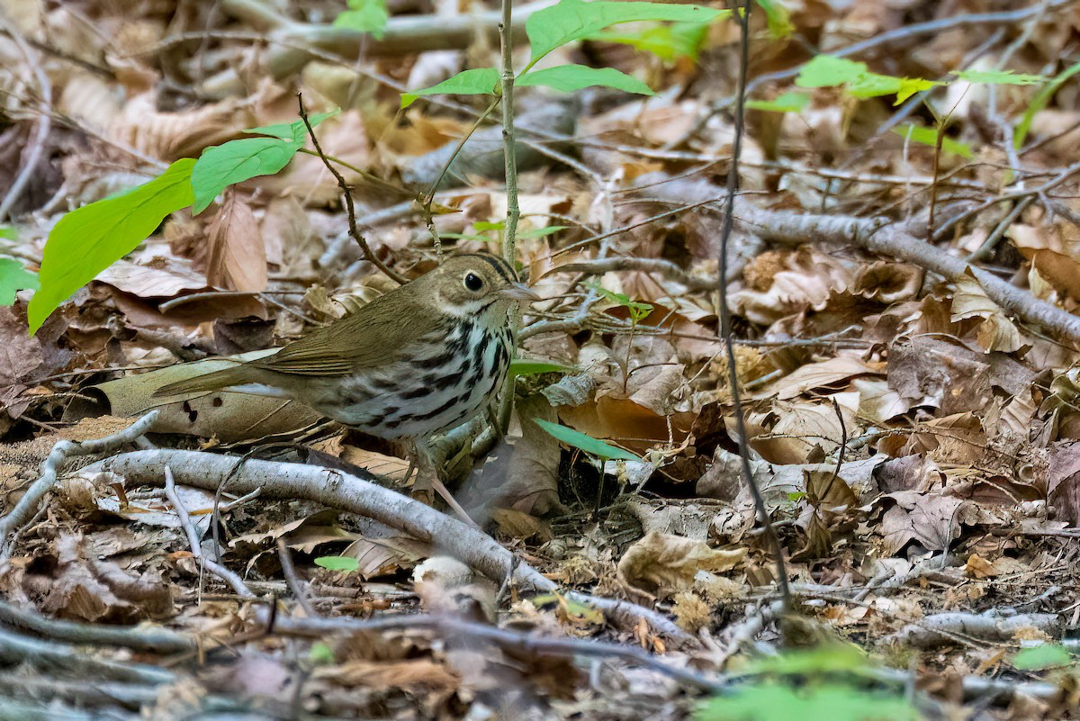 Ovenbird - Gustino Lanese