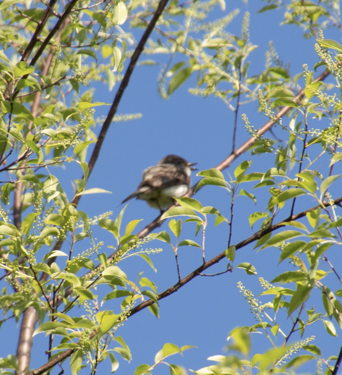 Eastern Phoebe - ML571888311
