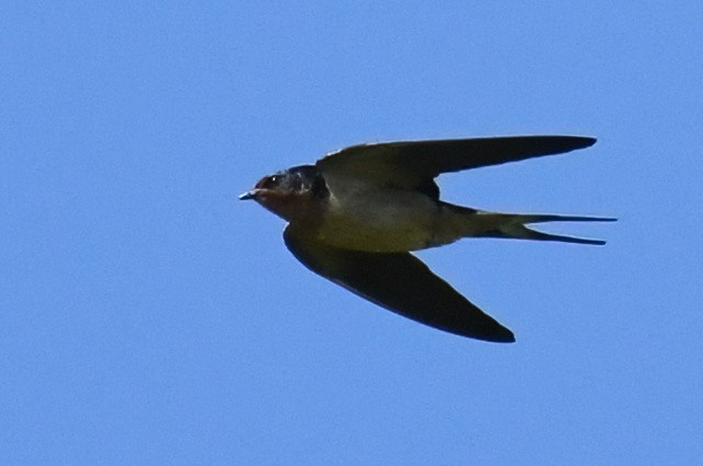 Barn Swallow - Andy  Wyatt