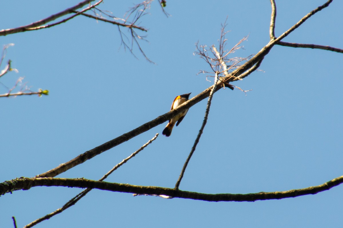 American Redstart - ML571889871