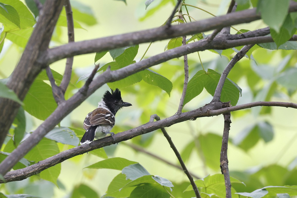 Collared Antshrike (Collared) - ML571892101