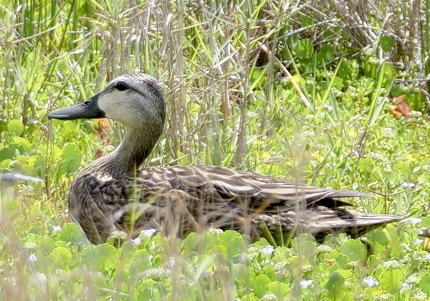 Mottled Duck (Florida) - ML571892361