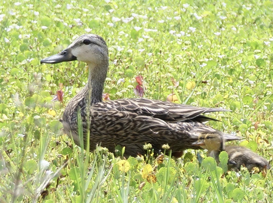 Mottled Duck (Florida) - ML571892371
