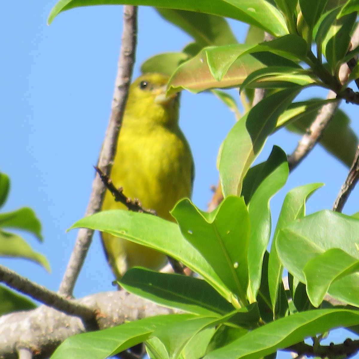 Thick-billed Euphonia - Vicente Amado Gavidia Medina