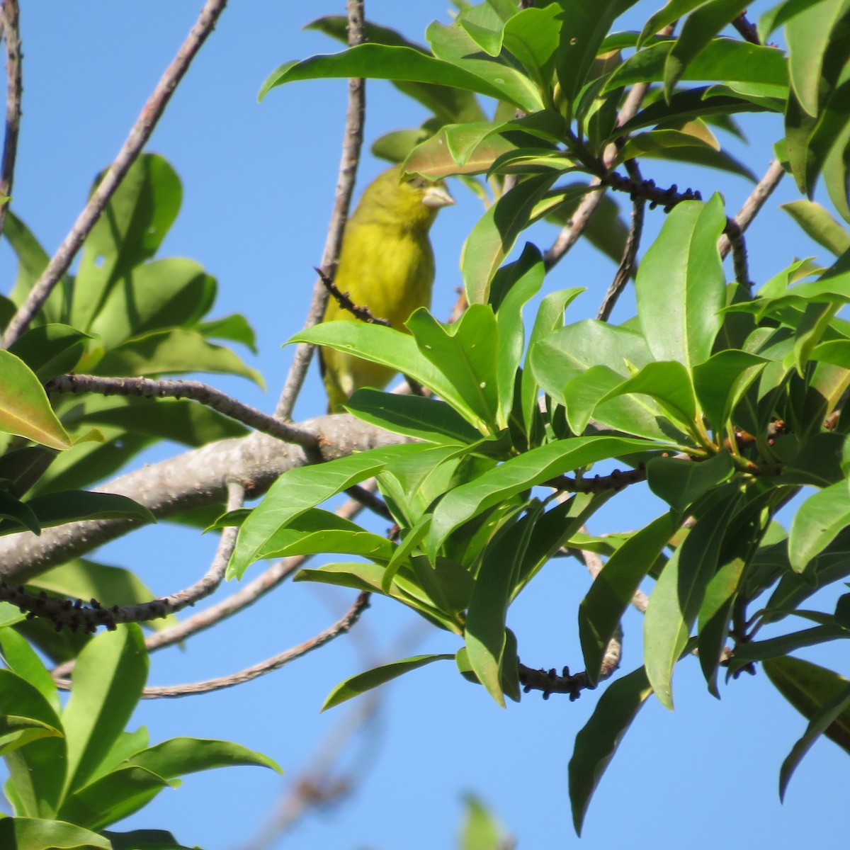 Thick-billed Euphonia - Vicente Amado Gavidia Medina