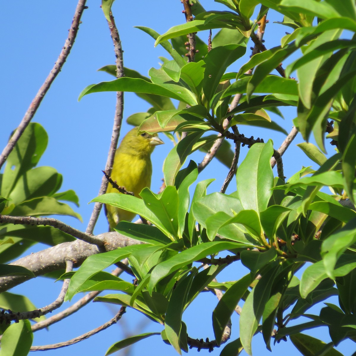 Thick-billed Euphonia - ML571893091