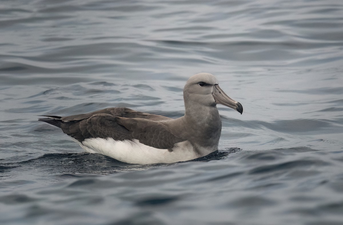 Chatham Albatross - Daniel Gonzalez