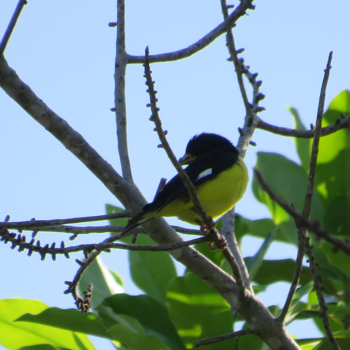 Thick-billed Euphonia - Vicente Amado Gavidia Medina