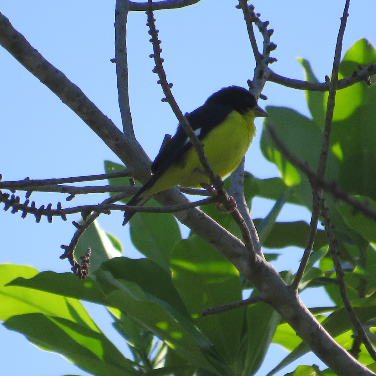 Thick-billed Euphonia - ML571893621