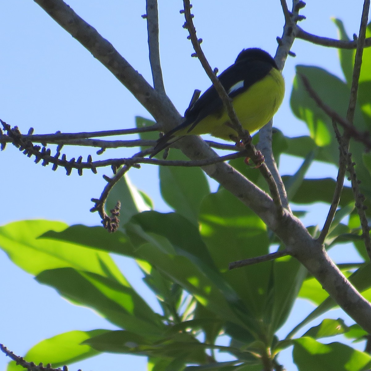 Thick-billed Euphonia - Vicente Amado Gavidia Medina