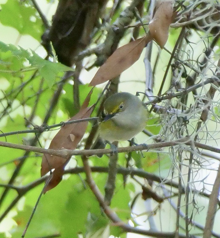 White-eyed Vireo - ML571894011