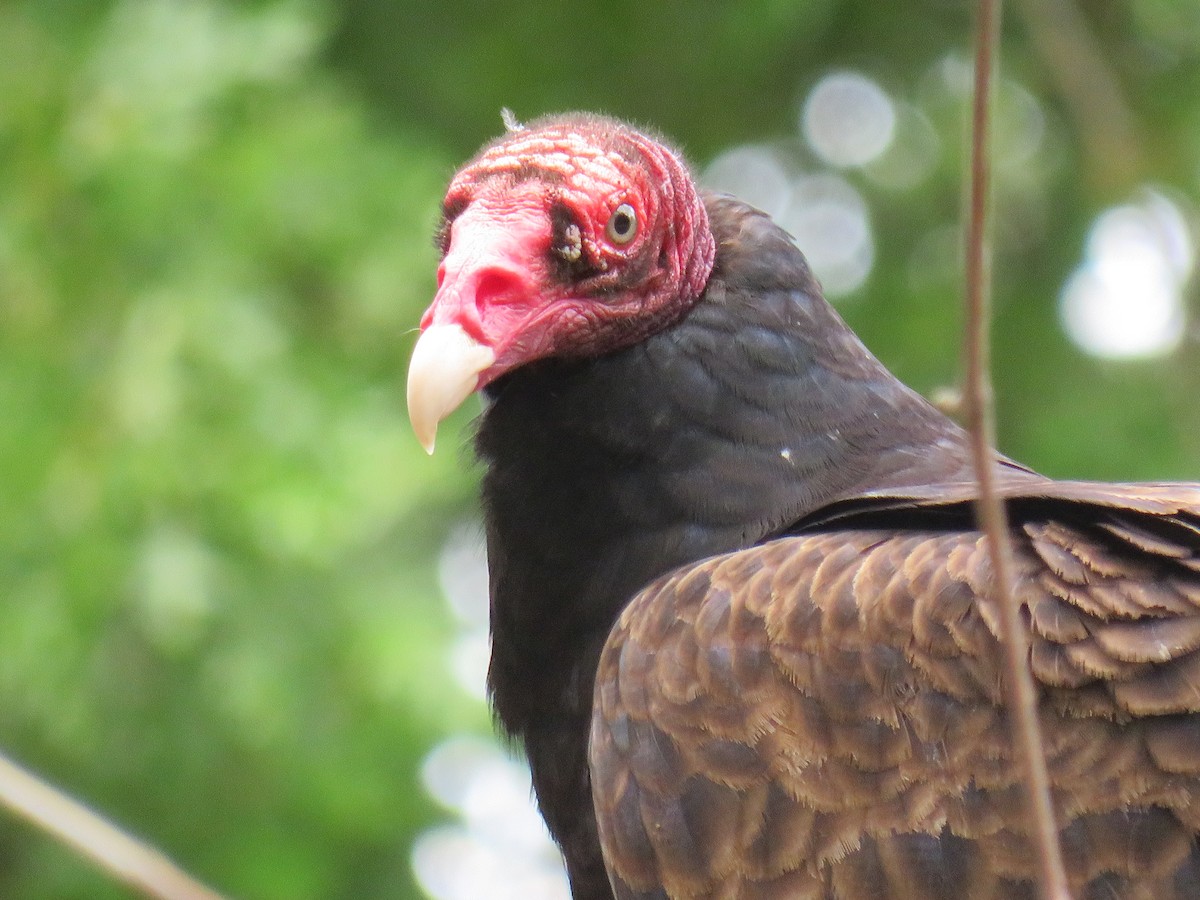 Turkey Vulture - ML571894101