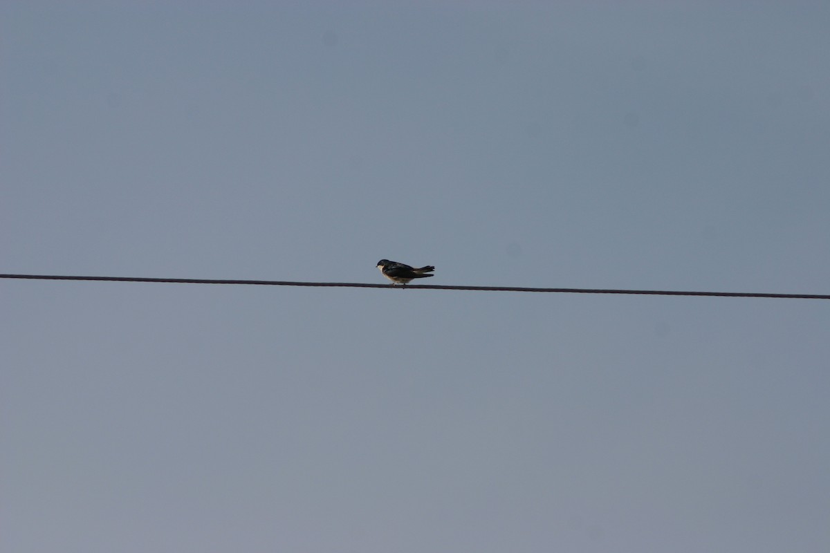 Golondrina Bicolor - ML571894701