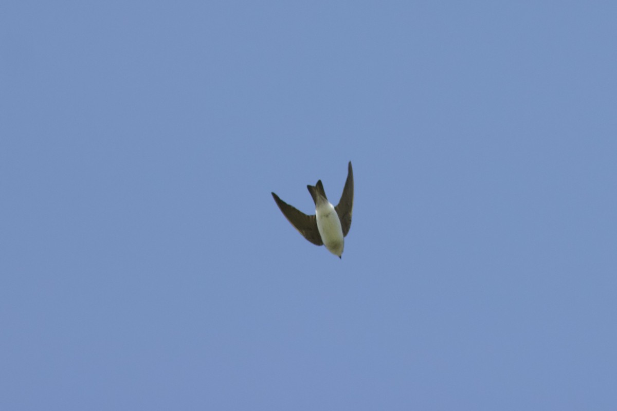 Northern Rough-winged Swallow - ML571895021