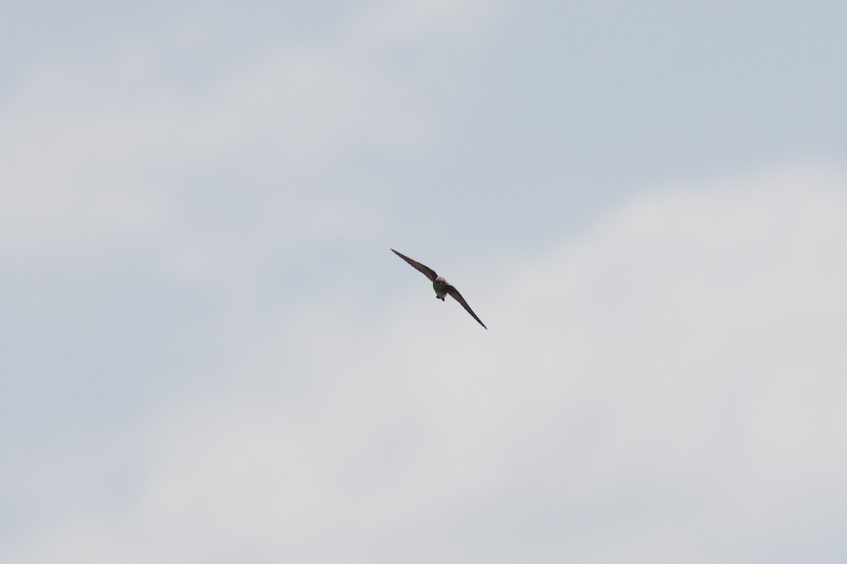 Northern Rough-winged Swallow - ML571895041