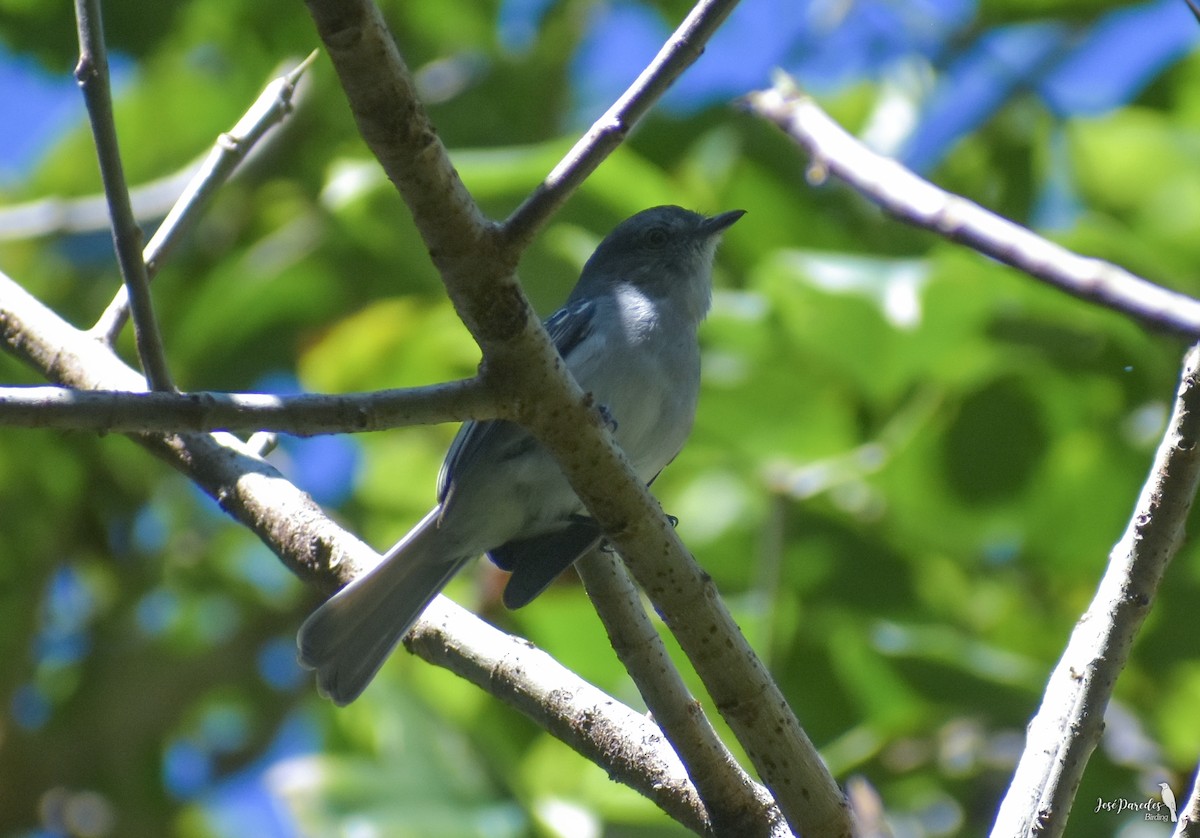 Gray-headed Elaenia - José Maria Paredes