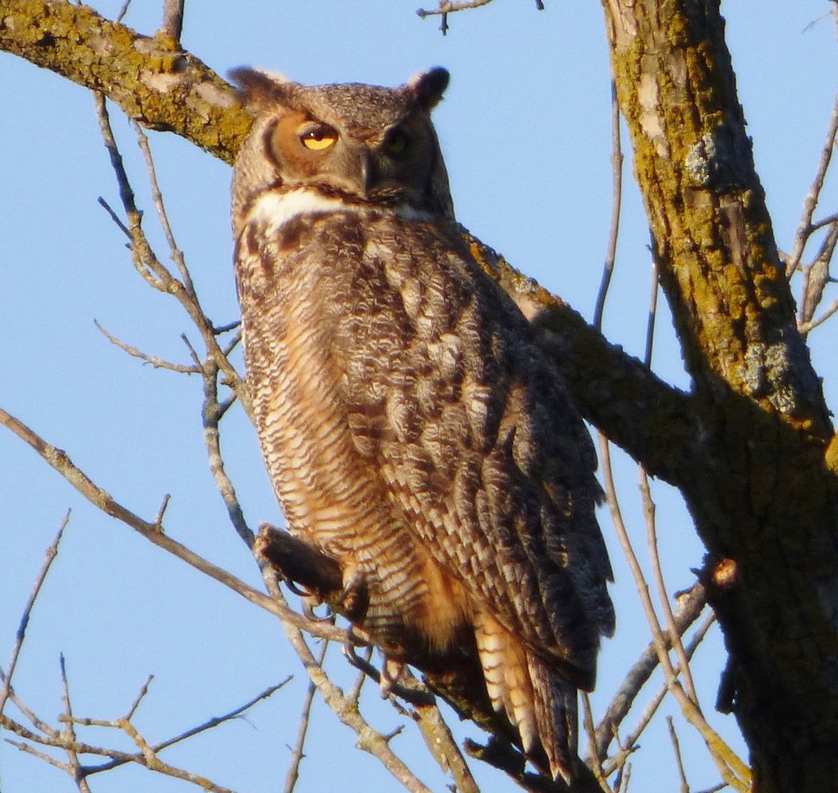 Great Horned Owl - ML57189541