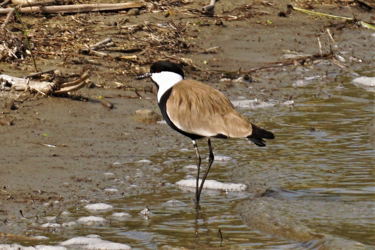 Spur-winged Lapwing - ML571895411